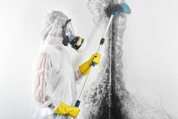 Best Asbestos and Lead Testing During Mold Inspection  in Indian Hills, NM